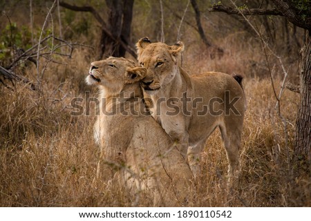 Two lion cubs playing in the bush in South Africa