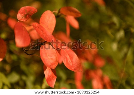 close up of a flower in the Autumn