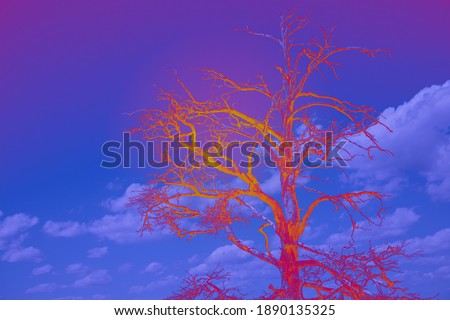 A mystical landscape. Fantastic tree. Art processing in the photo editor
