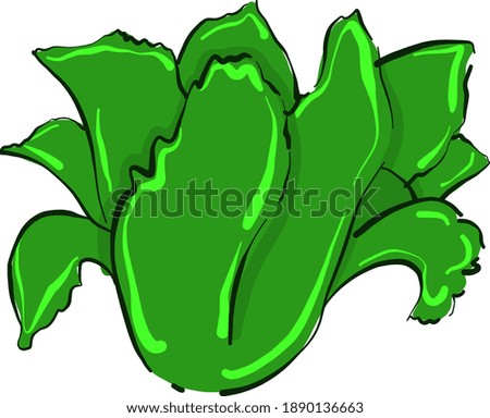 Green cabbage , illustration, vector on white background