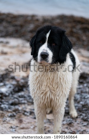 Pure breed landseer logs portair on the beach. Black and white young dog chilling on they cold beech. Winter day no snow and Baltic sea hasnt frozen yet. Wet dog after swimming.