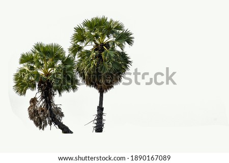 A palm tree on a white background, use it as an illustration for your photo.