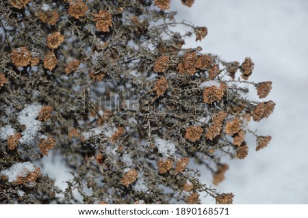 Forest plants in winter under the snow