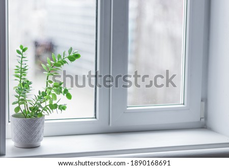 
A green plant in a white pot stands on a windowsill in a room. Royalty-Free Stock Photo #1890168691