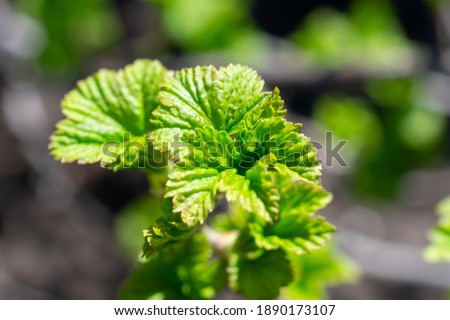 Young carved vivid green leaves on black currant berry bush. Blurred background with bokeh effect, springtime bush