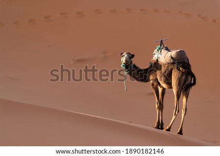 (Selective focus) Stunning view of a camel posing for a picture on the sand dunes of the Merzouga desert at sunset. Merzouga, Morocco.
