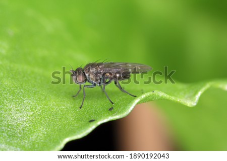 Larvae and adult of Dark-winged fungus gnat, Sciaridae on the soil. These are common pests that damage plant roots Royalty-Free Stock Photo #1890192043