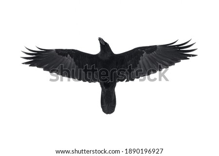 Isolated raven in flight with fully open wings Royalty-Free Stock Photo #1890196927