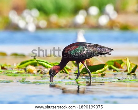 glossy ibis in natural habitat (plegadis falcinellus)
