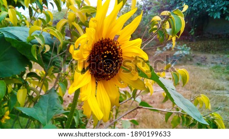 beautiful sunflower side view in Punjab