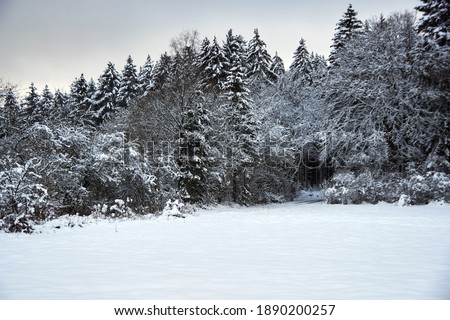 Winter landscape with snow and trees. Dark silhouettes of snow-covered bare trees in a winter forest on a cloudy day.