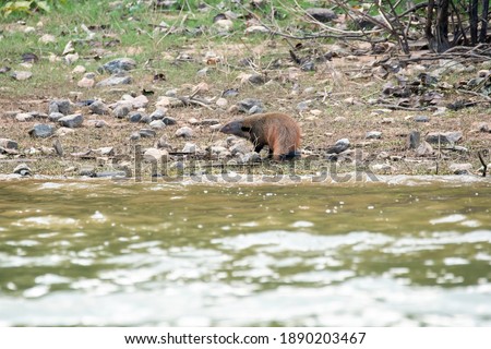 A rudy mongoose staring at the vehicle near the kabini river inside Nagarhole Tiger Reserve during a wildlife safari