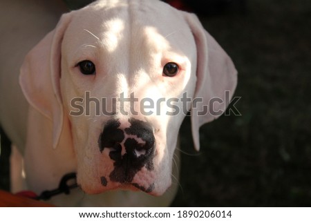pictures of white and brown dogs