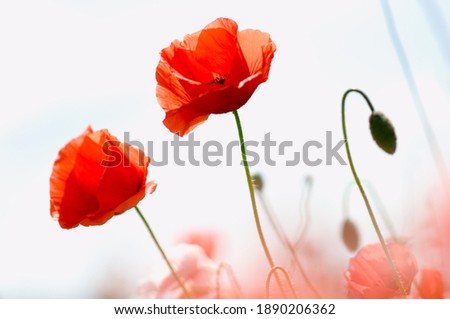 Flowers of red, pink and white poppies, close-up on poppies, field full of poppies