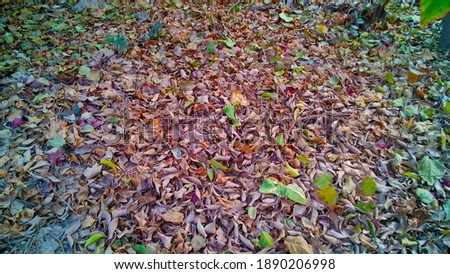 colorful leaves in autumn season