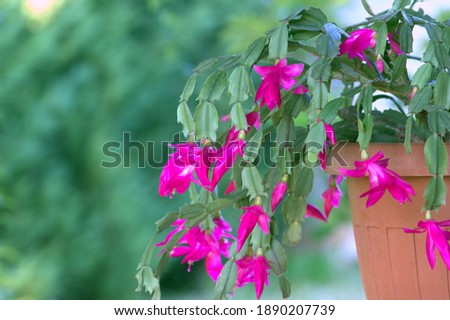 Schlumbergera. Flowering house plant. Flower in a pot. Red flowers background. Royalty-Free Stock Photo #1890207739