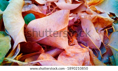 close up view of colorful leaves in autumn season