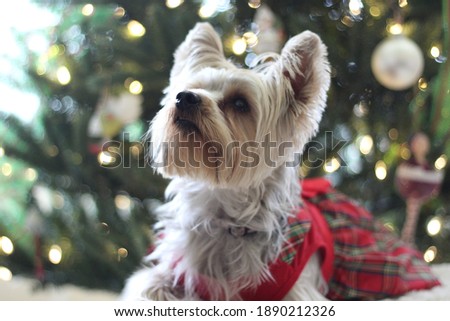 Yorkie Christmas picture in front of tree