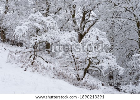 Snow covered trees in a wood