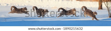 panoramic photo with several phases of a cat running through the snow in a winter park