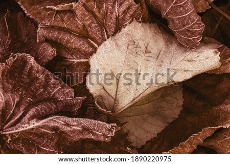Top view of a pile of dried brown leaves on a winter morning. Highlight for a light brown leaf among the remaining dark ones. Winter frozen and frosted brown leaves. Texture for background. Royalty-Free Stock Photo #1890220975
