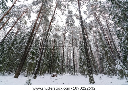 Estonian winter wonderland located around Taevaskoja. Amazing looking snowy forest. Little dark vibes - no sun, just cloudy Scandinavian winter day. Cold weather. Dark trees - pines mostly