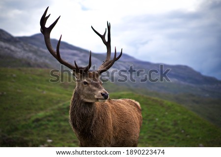 Wild Stag in Glencoe, the Scottish Highlands. Royalty-Free Stock Photo #1890223474