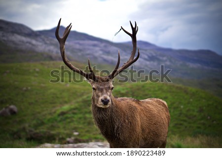 Wild Stag in Glencoe, the Scottish Highlands. Royalty-Free Stock Photo #1890223489