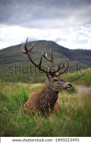 Wild Stag in Glencoe, the Scottish Highlands. Royalty-Free Stock Photo #1890223495