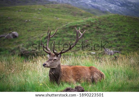 Wild Stag in Glencoe, the Scottish Highlands. Royalty-Free Stock Photo #1890223501