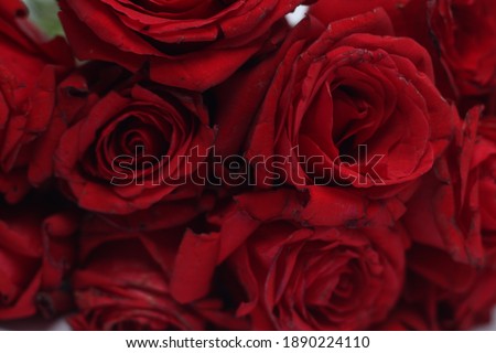 Red roses Valentines Day background. Flowers composition
