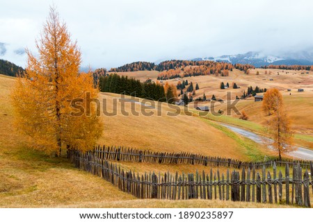 Cozy autumn colors details on the Alpe di Siusi (Seiser Alm) mountain plateau, pine trees in autumn colors in the background of the Langkofel mountains in the Dolomites mountains in Italy,Europe