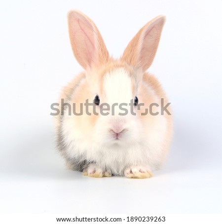 Young adorable bunny stand on white background. Cute baby rabbit for Easter and new born celebretion.  1  month pet