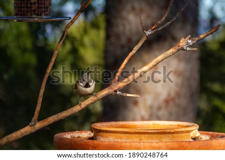 Crested tit (Lophophanes cristatus) posing on a tree branch with pine trees background