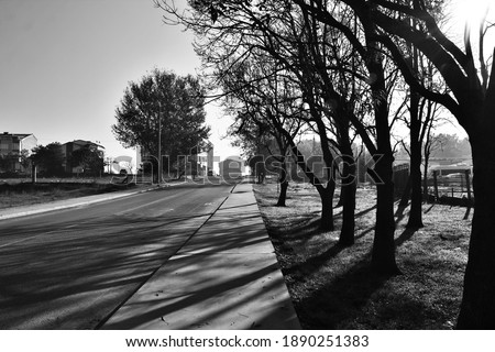 black and white photo and tree, road, pavement