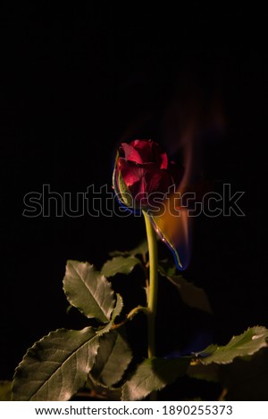 Red rose turning black in flames