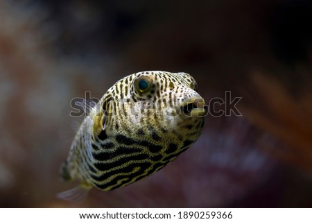 Closeup face Puffer fish front view, cute face of Puffer fish