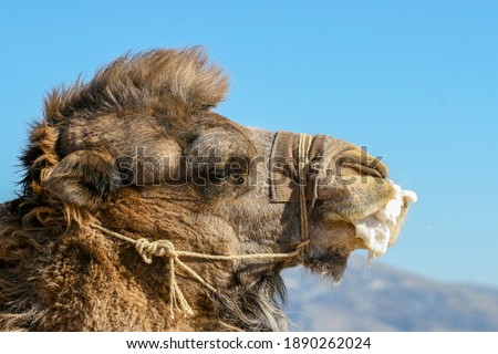 Camel.. an experienced camel wrestler in Antalya