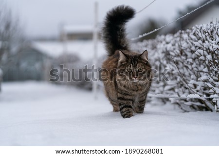 Amazingly cute fluffy kitten taking a walk outside on and amazing snowy winter day. Count lovely cat first time outside enjoying the first decent snow. Brave little furry cat taking a walk.Very fluffy