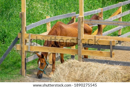 A corral with a skinny lucky horse who was rescued from the street from the merciless labor in the city.