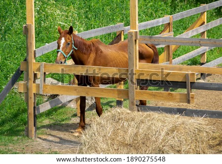 A corral with a skinny lucky horse who was rescued from the street from the merciless labor in the city.