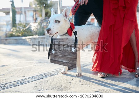 white standing dog with a sign around its neck