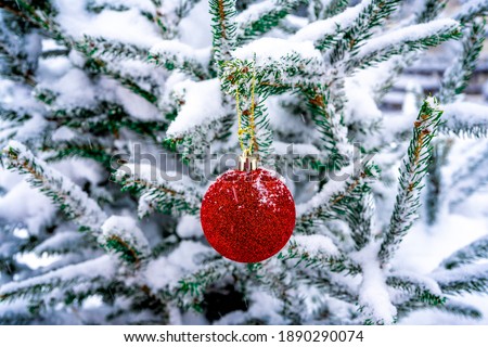 Red Christmas ball hangs on a snow-covered branch of a Christmas tree. New Year, greeting and holiday card, banner.