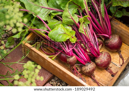 Fresh organic beets just picked from the garden shot in a wooden bin. The beets have been washed. Royalty-Free Stock Photo #189029492