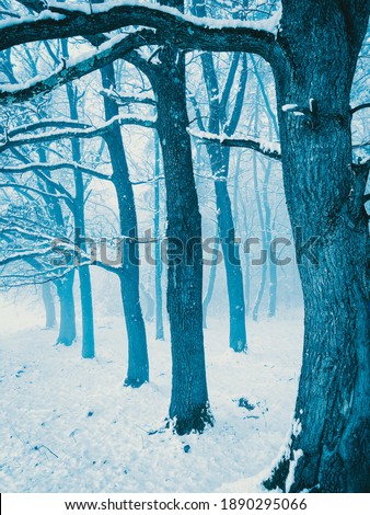 Blue winter trees cold 2021