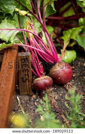 Fresh organic beets just picked from the garden shot in a garden box next to a sign that reads beets.