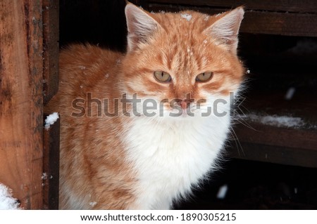 A ginger cat looks out from behind the board. It's snowing. High quality photo