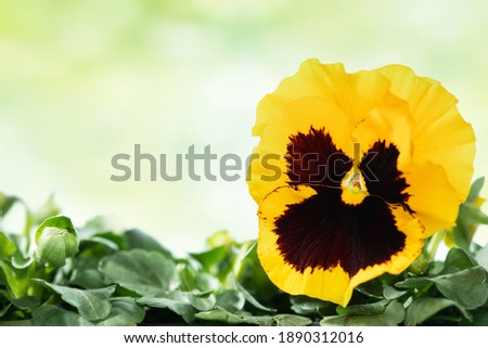 Yellow pansies in a flower pot, close up