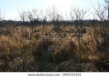 Tall and dry prairie grass at the Rabbit Run Trail in St. Peters, Missouri. Picture taken in November.