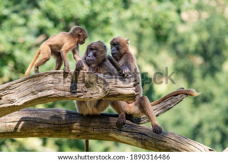 Two adult and young gelada baboon monkeys sitting on an old tree. The background is green.